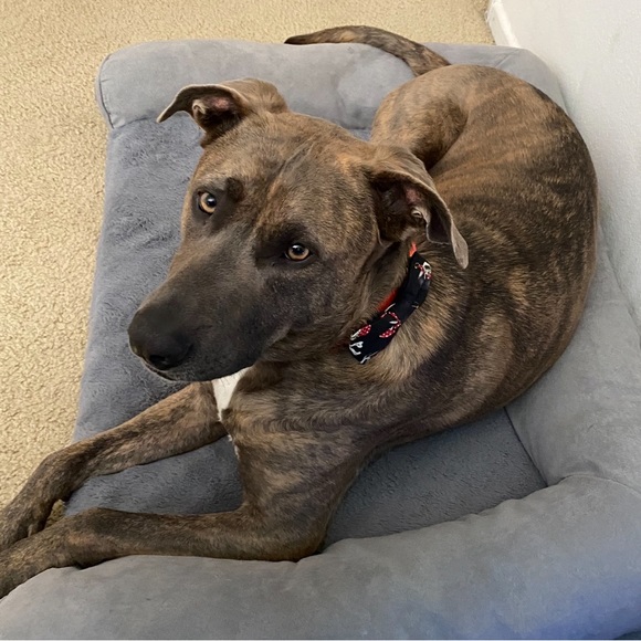 Pet Bowtie Christmas Holly & Music Notes - Picture 9 of 11